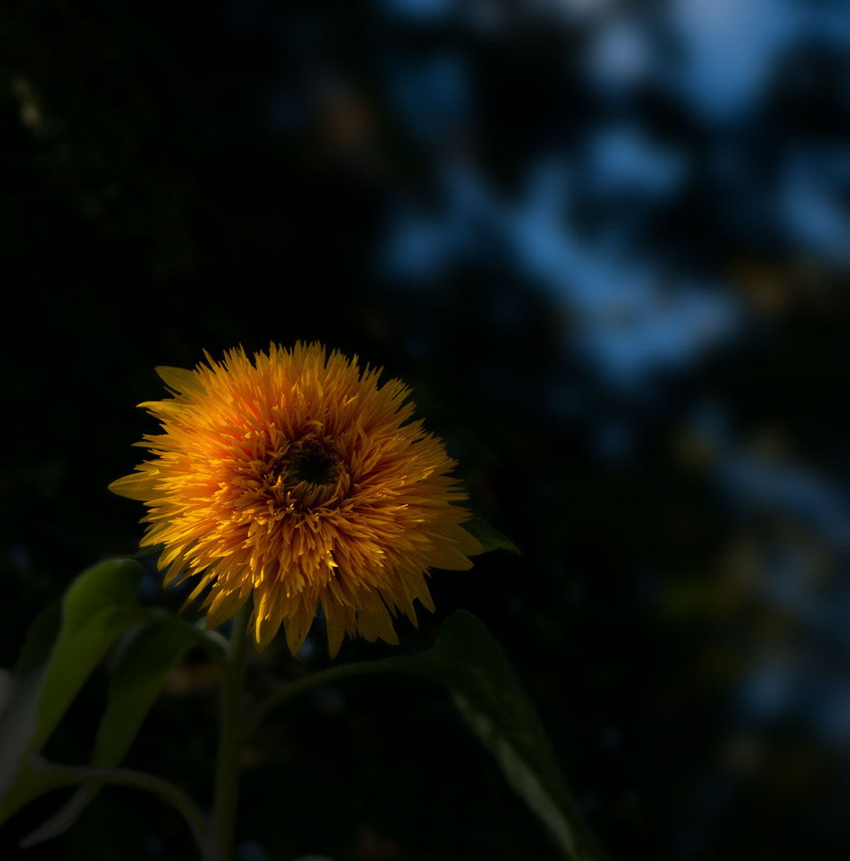 sonnenblume.jpg